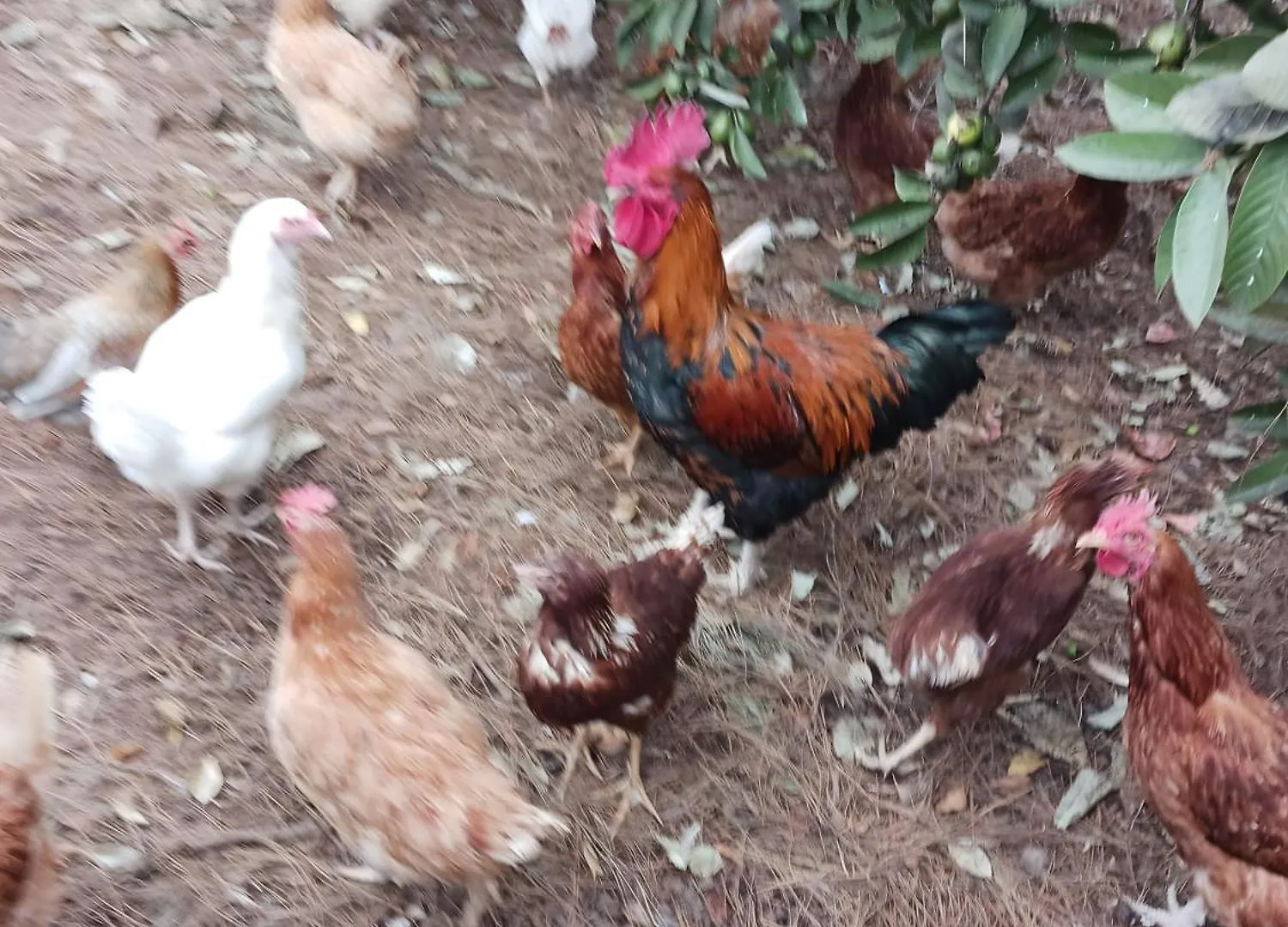 别墅 Finca Aramai 阿德耶